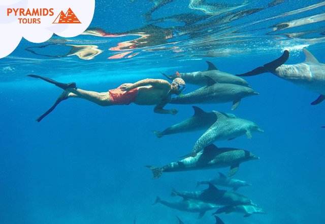 Delfinschwimmen Hurghada Schnorcheln & Delfin tour Hurghada