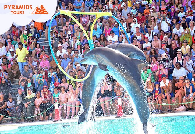 Hurghada Delfin Show in der Dolphin World mit Hotelabholung