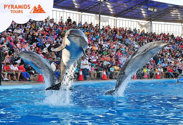 Dolphin Show in Hurghada, Yala Hurghada